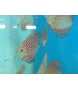 Pez Disco Pigeon Bood Red