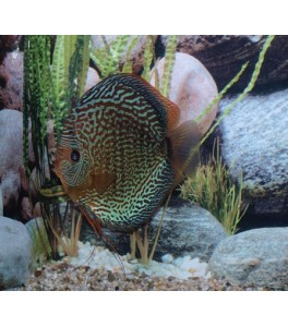 Exo Terra Sun Glo Foco Directo 100W PT2138