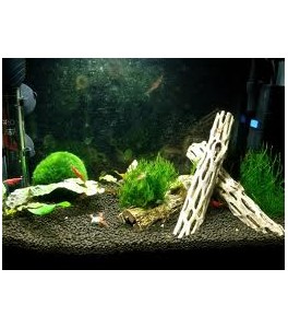 Tronco de Cactus 20 cm