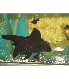 Telescopico negro 13 - 14 cm