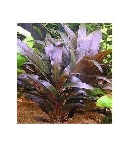 Cryptocoryne wendtii green