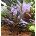 Cryptocoryne wendtii brown