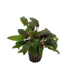 Cryptocoryne Beckettii