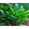 Cryptocoryne Lucens