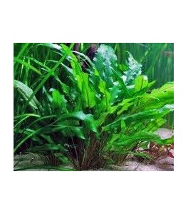 Cryptocoryne Lucens