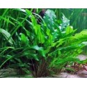 Cryptocoryne Lucens