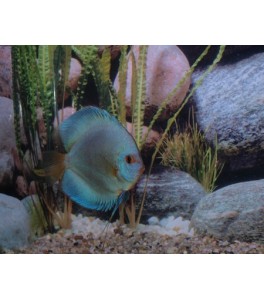 Pez Disco Blue Diamond 10 cm