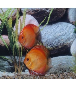 Pez Disco Pigeon Blood 