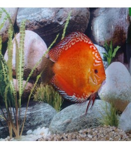 Pez Disco Marlboro Rojo 6.5 cm