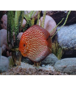 Pez Disco Pigeon Blood Red 6.5 cm Stendker