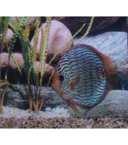 Pez Disco Turquesa Rojo