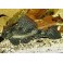 Hypancistrus L004 2.5-3 cm
