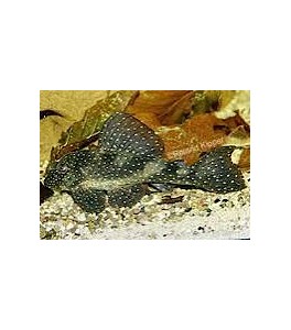 Hypancistrus L004 2.5-3 cm