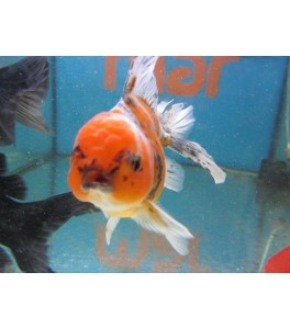 Oranda Calico 13 cm