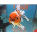 Oranda Calico 13 cm