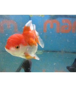 Oranda Red And White 13 cm