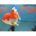 Oranda Red And White 13 cm