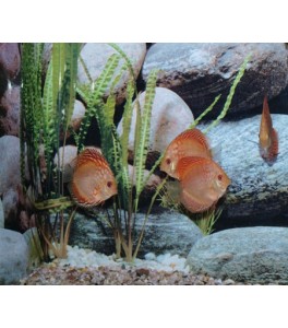 Pez Disco Pigeon Blood Red