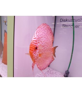 Pez Disco White Leopard