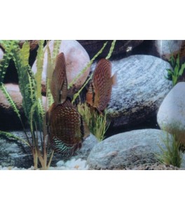 Pez Disco Turquesa Rojo