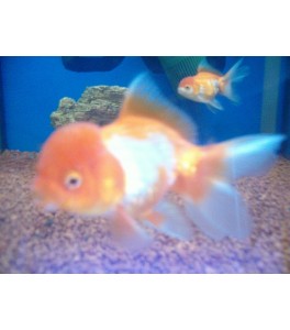 Surtido Carassius XL 14 - 15 cm