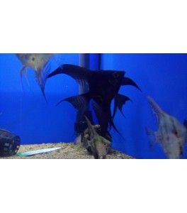 Escalar Velo Negro L