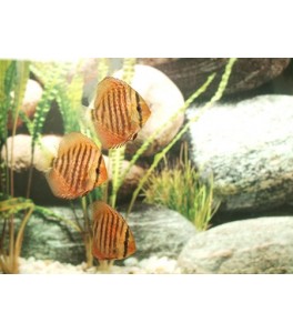 Pez Disco Tefe 6.5 - 7 cm