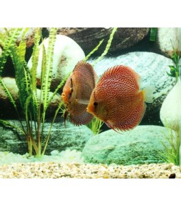 Pez Disco Leopard Snake Skin 8 cm