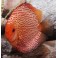 Pez Disco Pigeon Blood Red 6.5 cm Stendker