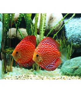 Pez Disco checkerboard 12-14 cm