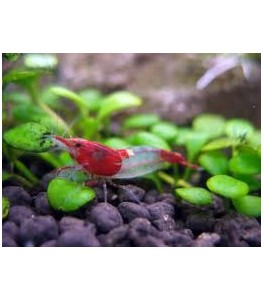 Neocaridina heteropoda Rili