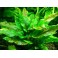 Cryptocoryne wendtii green