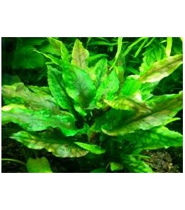 cryptocoryne wendtii green