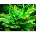 Cryptocoryne wendtii green