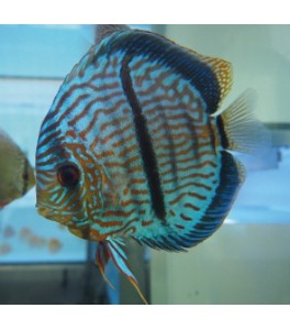 Pez Disco Heckel Cross