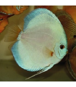 Pez Disco Blue Diamond