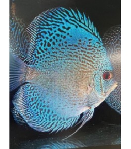 Pez Disco Blue Snake Skin 5 cm