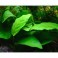Anubias Ondulatus