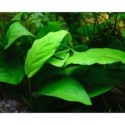 Anubias Ondulatus