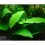 Anubias Ondulatus