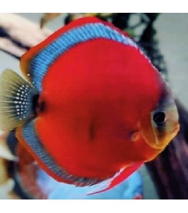 Pez Disco Red Cover Blue Rim