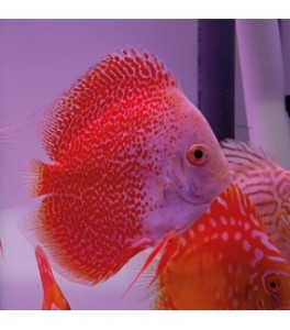 Pez Disco Snow Eruption