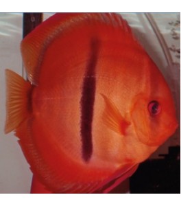 Pez Disco Ica Red Heckel