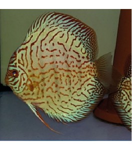 Pez Disco Tiger Turquesa