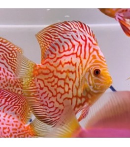 Pez Disco Electric Dream