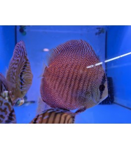 Pez Pantera Eruption