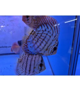 Pez Disco Kobalt 10 cm