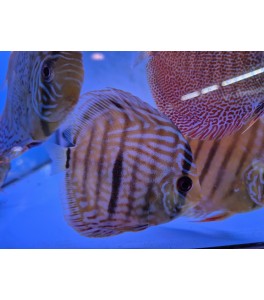 Pez Disco Heckel Cross