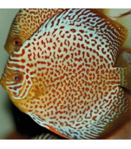 Pez Disco Ring Leopard