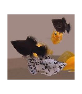 Lote 10 Molly ballon